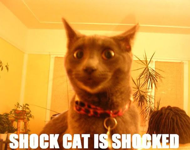 [Image: Cat-CatLookingShockedShockCatIsShoc.jpg]