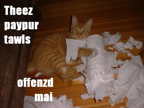 Cat-CatWithShreddedPaperTowelsThese.jpg