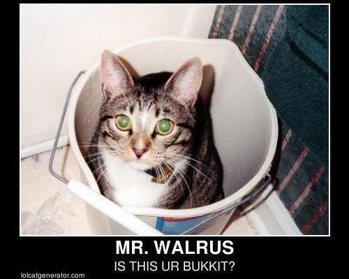 Cat-CatInBucketMrWalrusIsThisYourBu.jpg