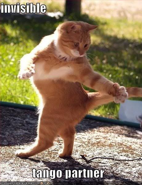 Cat - Cat Standing Up, Invisible Tango Partner