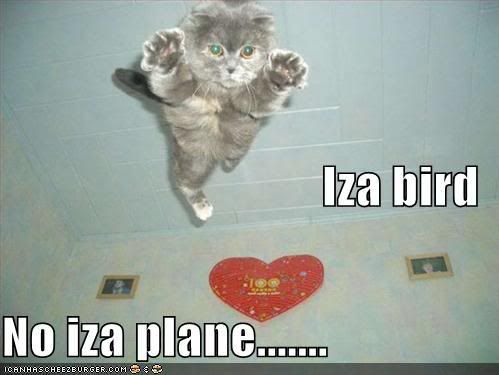 Cat-CatInMidAirImABirdNoImAPlane.jpg