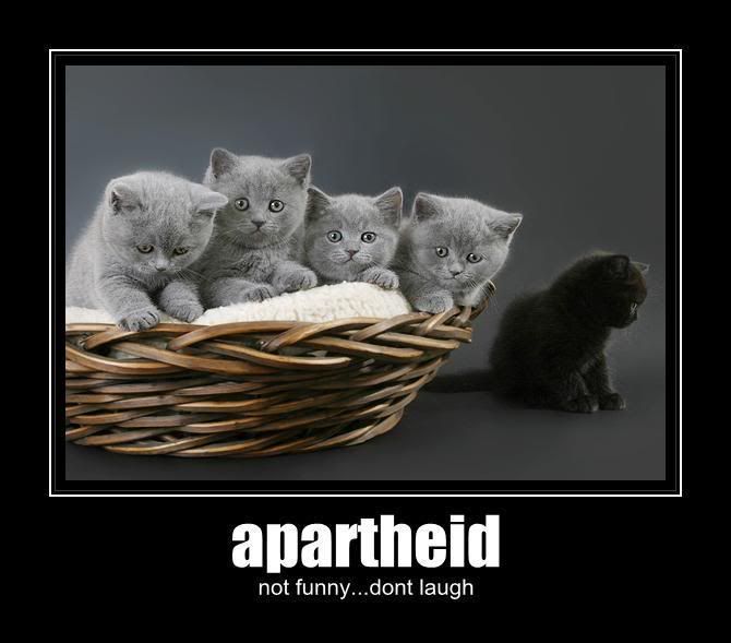 Kittens-BasketOfKittensApartheidNot.jpg