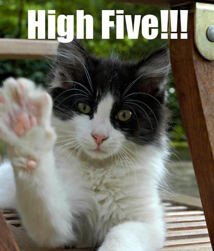 Cats High Fiving