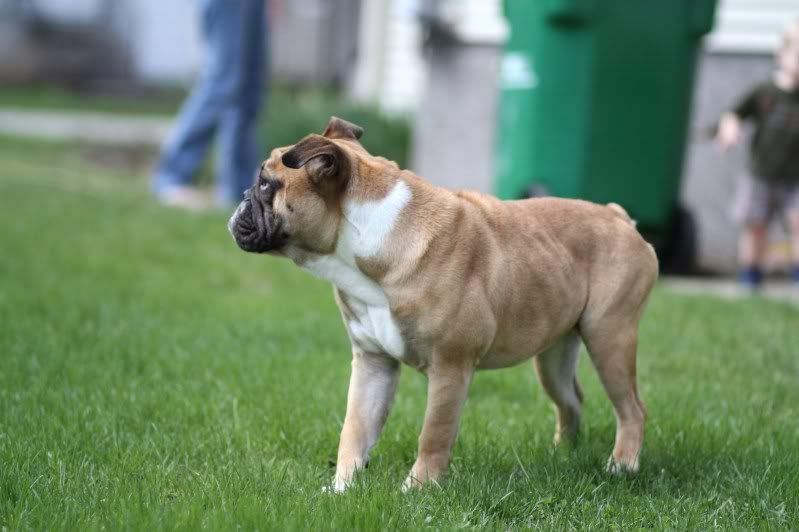 IMAGE: http://i2.photobucket.com/albums/y32/htsht/Mack/IMG_3767.jpg