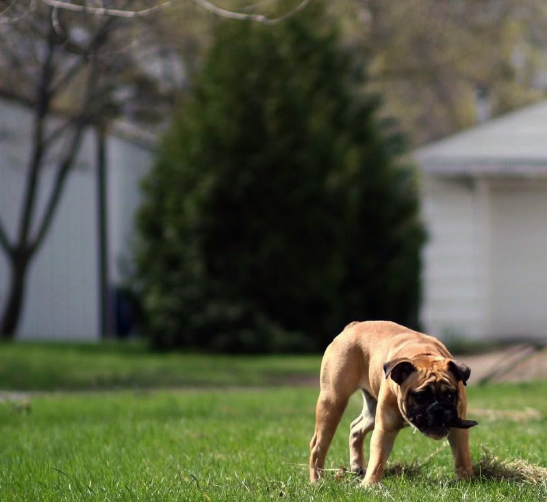 IMAGE: http://i2.photobucket.com/albums/y32/htsht/Mack/IMG_3783.jpg