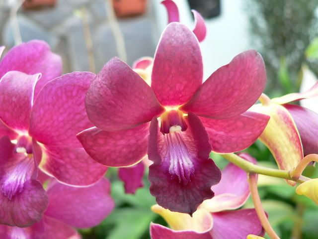 Orchid_3.jpg