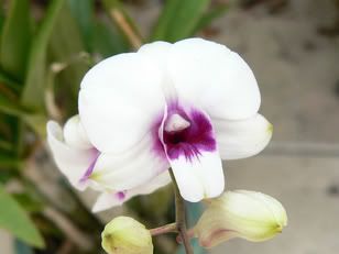 orchid_1.jpg