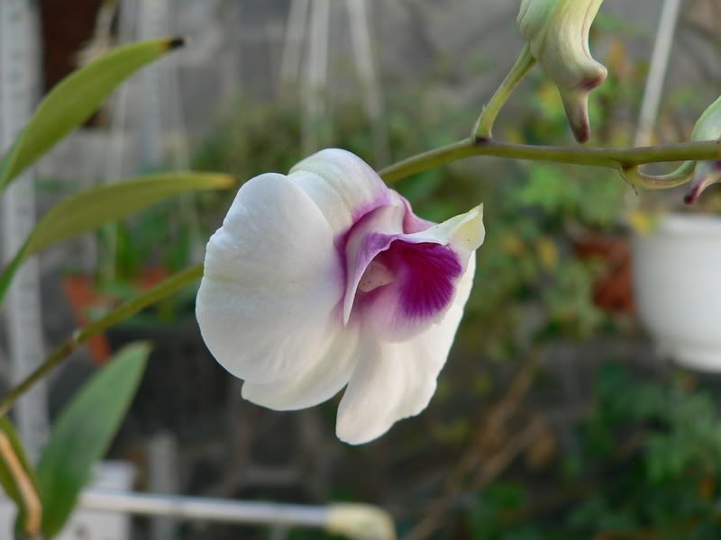 orchid_2.jpg