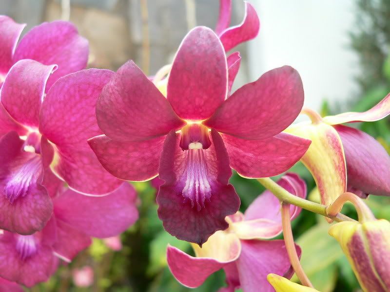orchid_4.jpg