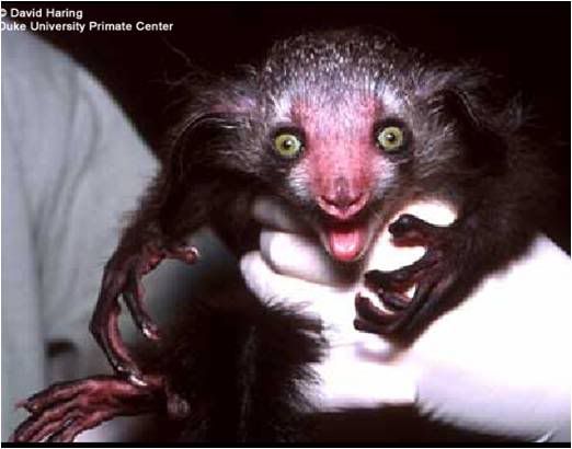 it's a brain troll, or an aye-aye, whatever that is. or maybe not.