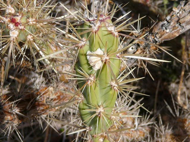 Cactus Up Close on Bike Ride in Sara Park near Havasu City