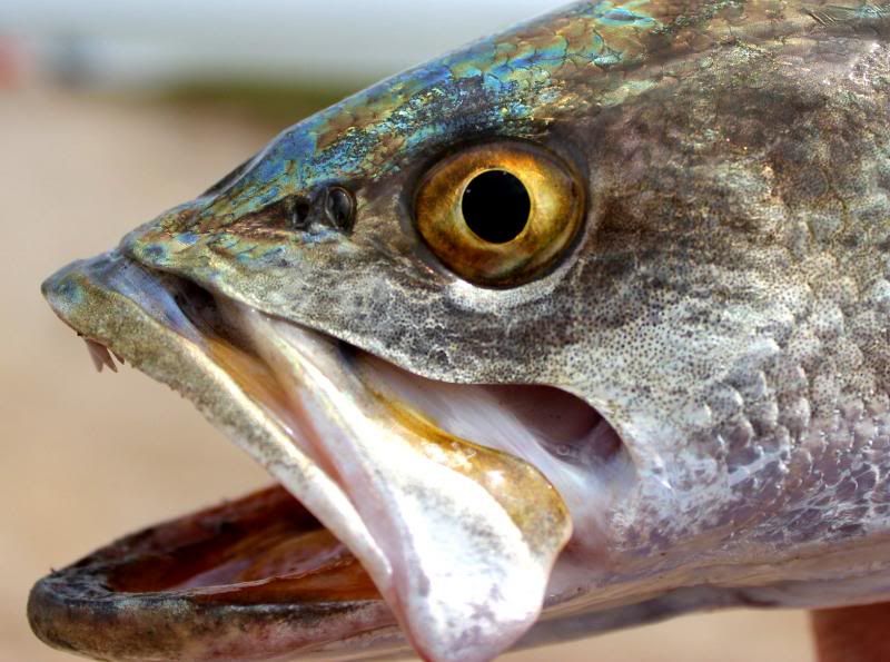 Trout face 2 Cool Fishing Forum