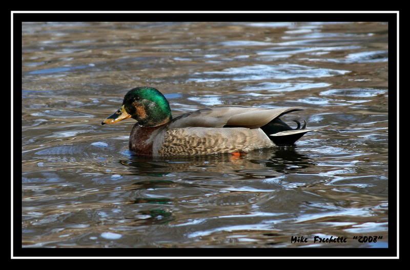 IMAGE: http://i2.photobucket.com/albums/y34/fmallardman/IMG_21312.jpg