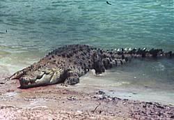 4_crocodile.jpg