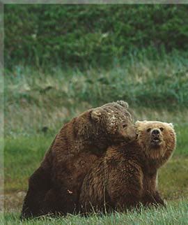 Brown-Bears-Mating.jpg