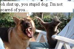 KoratCatMessingWithGermanShepherd.jpg