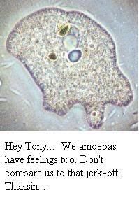 amoeba.jpg