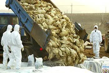 birdflu1.jpg