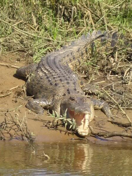 croc.jpg