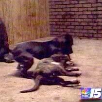 dog20fight202.jpg