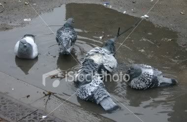 ist2_467420_dirty_pigeons.jpg