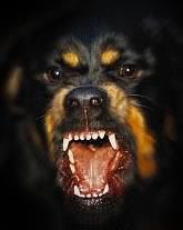 rottweiler.jpg