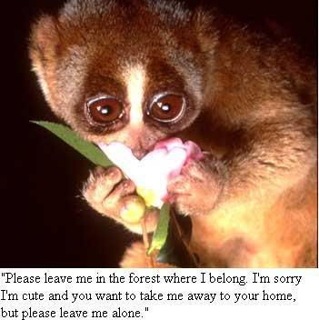 slowloris.jpg
