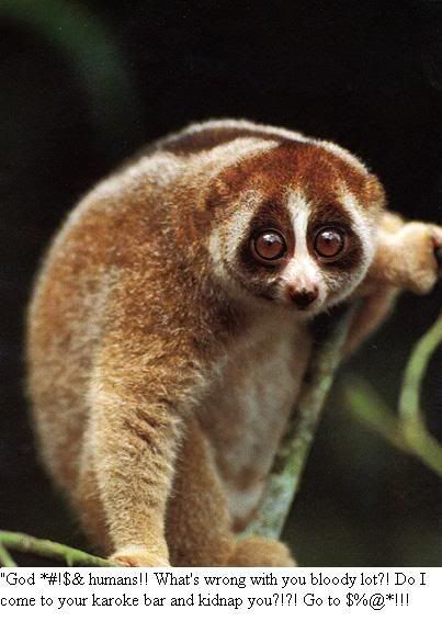 slowloris2.jpg