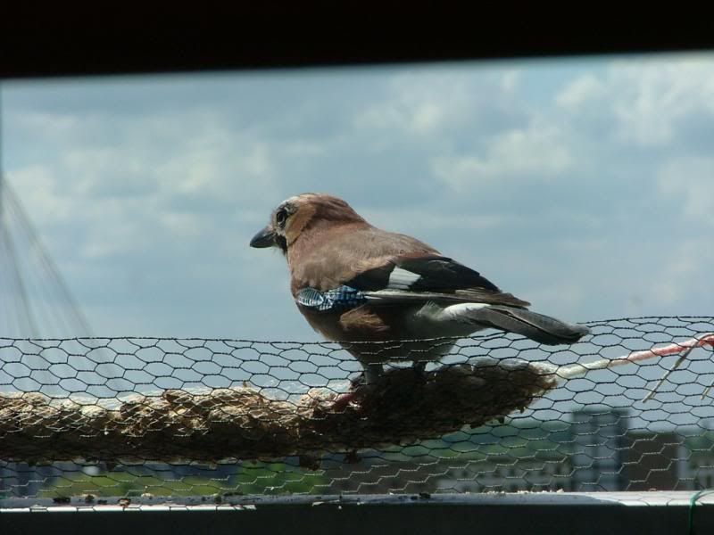 DSCF6885_zps4d27bb93.jpg