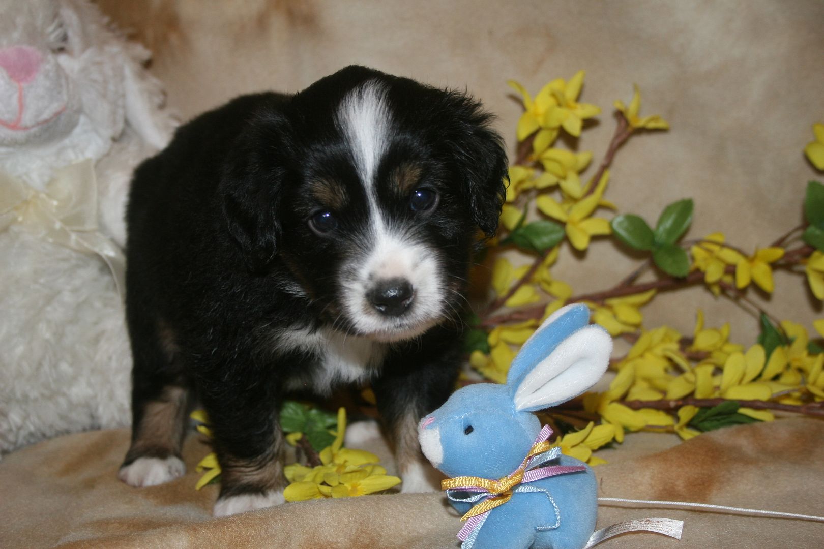 Noah - Male Miniature Australian Shepherd