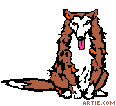 arg-collie-url.gif