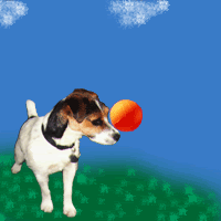 dogball.gif