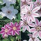 clematis-premium-collection.jpg