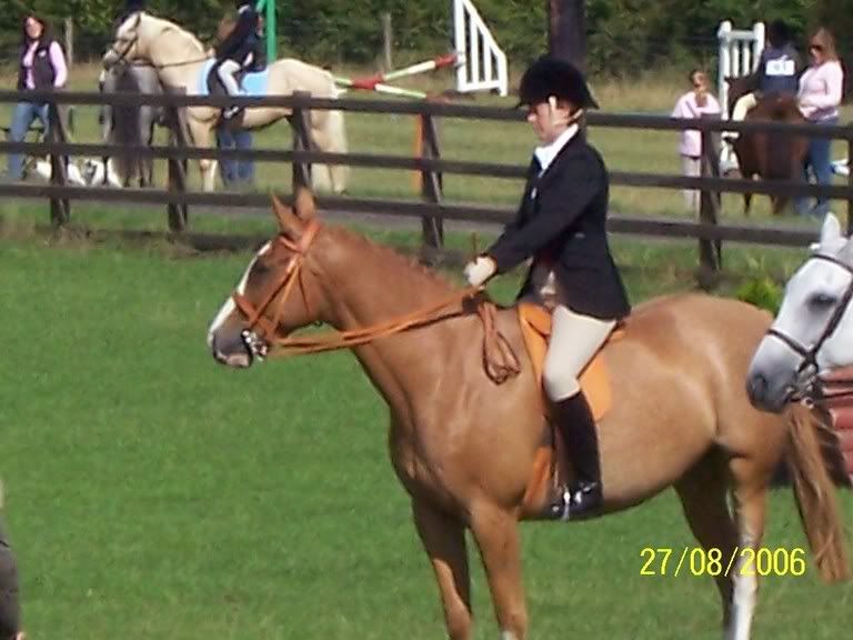 what colour tack on a chestnut..? Page 2