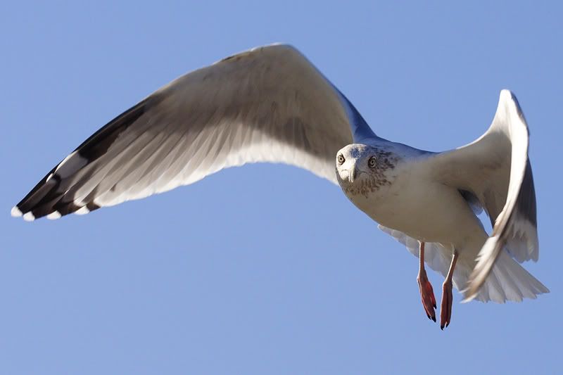 IMAGE: http://i2.photobucket.com/albums/y36/MMSR5/Seagull800.jpg