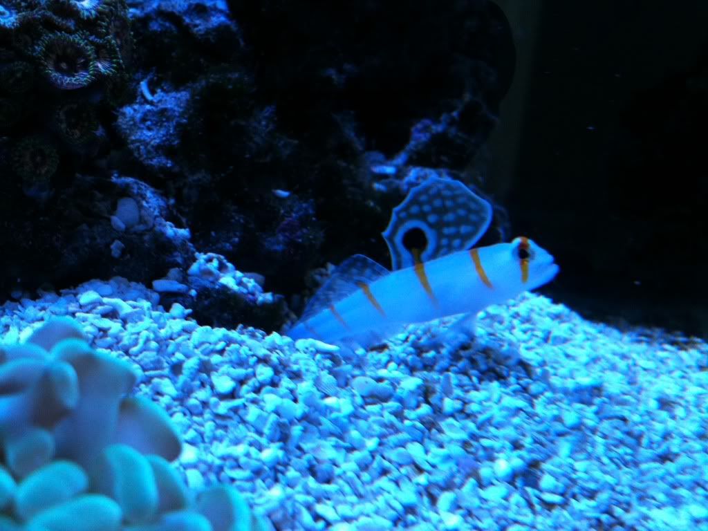 Posted Image