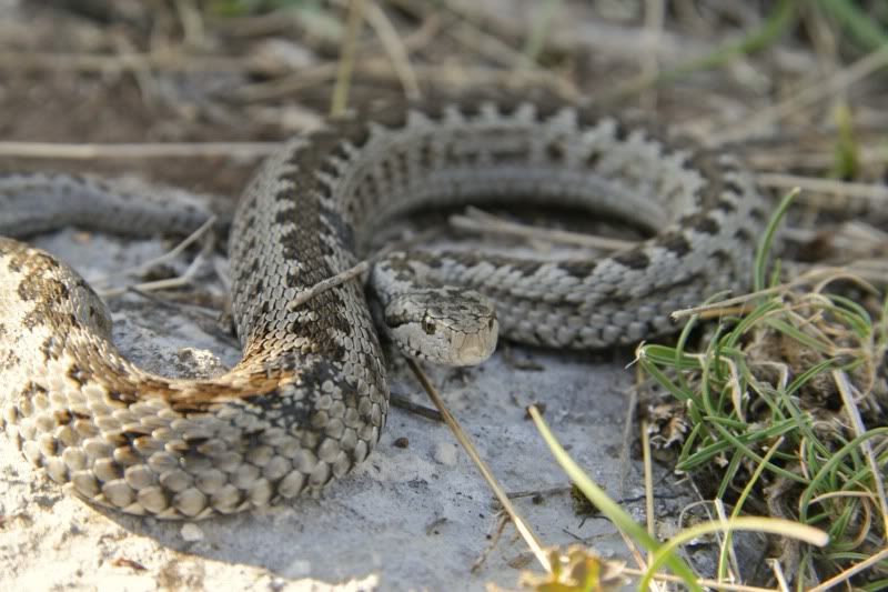 Where can you find pictures of North American snakes?