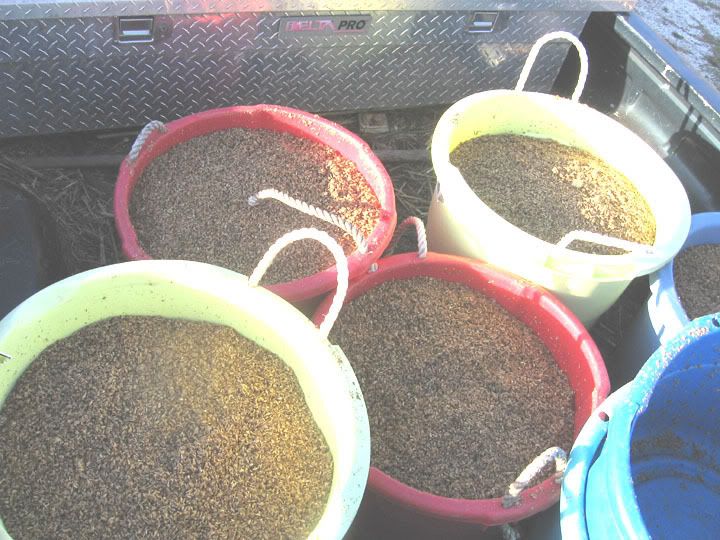 Feeding Wet Brewers Grain