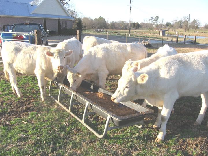 Feeding Wet Brewers Grain