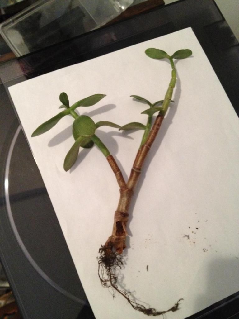How do you cure root rot in a jade?