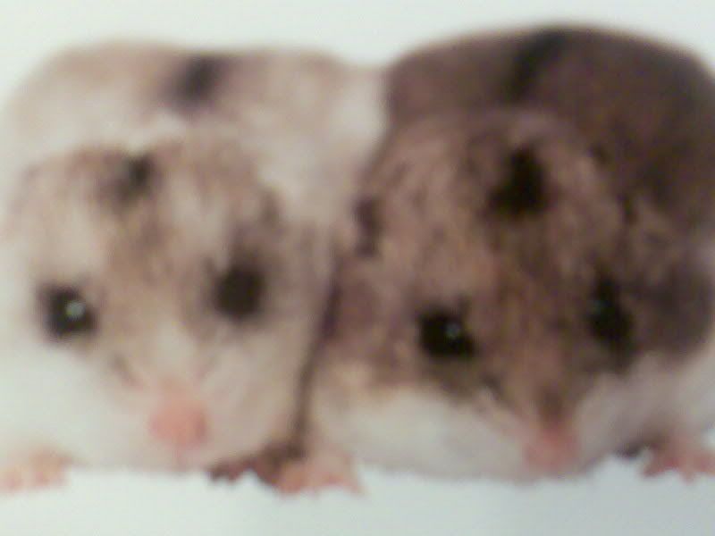 Photobucket - Video and Image Hosting