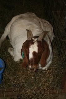 Pregnancy Toxemia - Goats