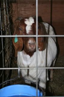 Pregnancy Toxemia - Goats