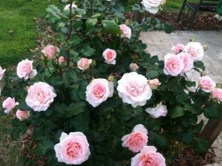 Uploaded from the Photobucket iPhone App