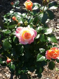 Uploaded from the Photobucket iPhone App