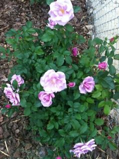 Uploaded from the Photobucket iPhone App