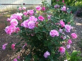 Photobucket Pictures, Images and Photos