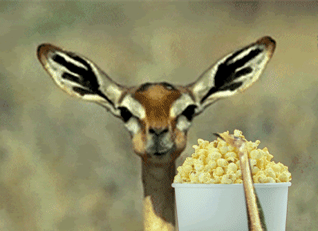 Deer w/Popcorn