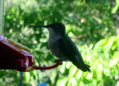 hummingbird