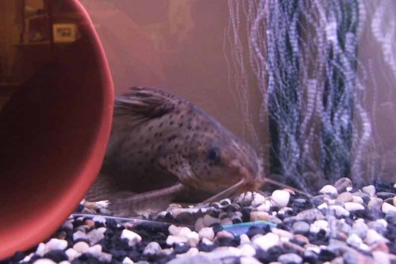 Spotted Upside Down Catfish. FS: upside down catfish 4.5in